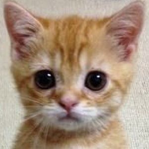 Meet your Posher, Pablo